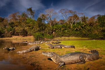 Brazil wildlife. Crocodile catch fish in river water, evening light. Yacare Caiman, crocodile with...