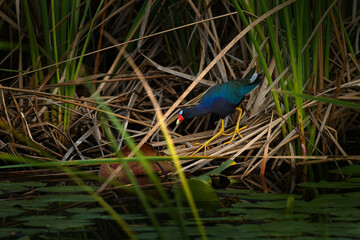 Brazil wildlife. Purple Gallinule, Porphyrio martinicus, bird in eater grass. Gallinule, green...