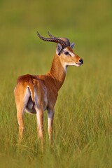 Ugandan kob, Kobus kob thomasi, rainy day in the savannah. Kob antelope in the green vegetation during the rain, Queen Elizabeth NP in Uganda, Africa. Cute antelope in the nature habitat, wildlife.