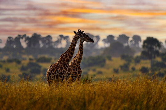 Africa sunset nature. Big herd with blue sky with clouds. Giraffe and morning sunrise. Green vegetation with animal portrait. Orange light in the forest, Murchison Falls NP Uganda