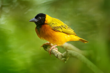 Black-headed weaver, Ploceus melanocephalus, also known as yellow-backed weaver, songbird in the green grass. Close-up detail portrait of yellow bird, Murchison NP, Uganda in Africa.