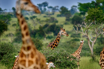 Art view on Africa nature. Big herd with blue sky with clouds. Giraffe and morning sunrise. Green vegetation Wildlife scene from nature. Orange light in the forest, Murchison Falls NP Uganda