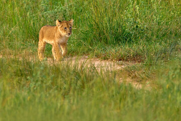 Lost cute lion cub baby, African danger animal, Panthera leo, detail Uganda in Africa. Cat in nature habitat. Wild lion in the grass habitat, sunny evening hot day.