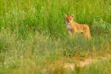 Lost cute lion cub baby, African danger animal, Panthera leo, detail Uganda in Africa. Cat in nature habitat. Wild lion in the grass habitat, sunny evening hot day.