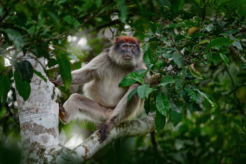 Ugandan red colobus, Piliocolobus tephrosceles, rufous head grey monkey sitting on tree trunk in tropic forest. Red colobus in vegetation habitat, Kibale Forest NP in Uganda, Africa. Wildlife nature.