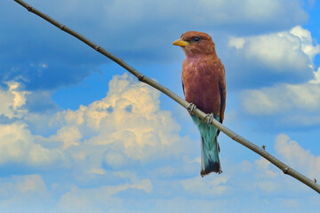 broad-billed roller, Eurystomus glaucurus, Evening sunset with bird on the tree. Beautiful African bird, close-up portrait. Pink and blue animal, Murchison Fall Np in Uganda.