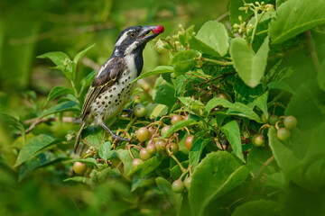 Barbet in Africa feeding fruit. Spot-flanked Barbet - Tricholaema lacrymosa, beautiful barbet from African forests and woodlands, Lake Mburo National Park, Uganda. Wildlife nature, sunny day in Africa