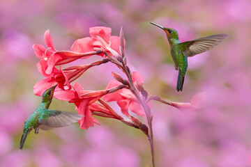 Hummingbirds Green-crowned Brilliant , Heliodoxa jacula, flying next to beautiful red flower. Tinny bird fly in jungle. Wildlife in tropic Costa Rica. Two bird sucking nectar from pink bloom flower.