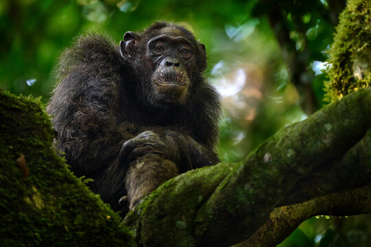 Chimpanzee, Pan troglodytes, on the tree in Kibale National Park, Uganda, dark forest. Black monkey in the nature, Uganda in Africa. Chimpanzee in habitat, wildlife nature. Monkey primate resting.