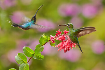 Blue hummingbird Violet Sabrewing flying next to beautiful red flower. Tinny bird fly in jungle. Wildlife in tropic Costa Rica. Two bird sucking nectar from bloom in the forest. Bird behaviour.