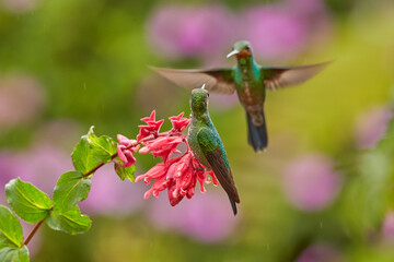 Nice hummingbird Green-crowned Brilliant , Heliodoxa jacula, flying next to beautiful pink flower with ping flowers in the background, La Paz, Costa Rica. bird sucking nectar from bloom in the forest.