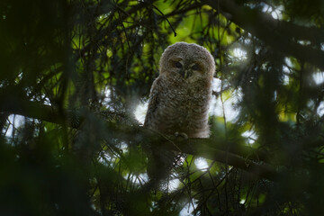 Young towny owl in the forest. Brown owl sitting on tree stump in the dark forest habitat. Beautiful animal in nature. Wildlife scene from dark spruce forest.