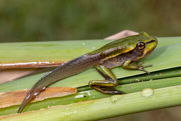 Tadpole of the Green and Golden Bell Frog changing into a frog