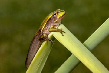 Fototapeta premium Tadpole of the Green and Golden Bell Frog changing into a frog