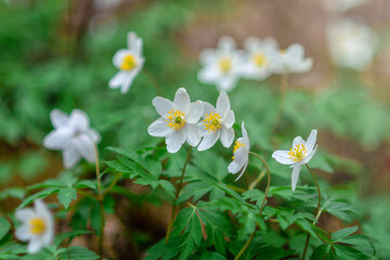White anemone flowers in the forest. Forest spring primroses