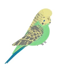 パステルカラーで優しい色合いのジャンボセキセイインコのイラスト