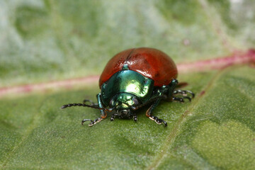  Chrysomelidae family commonly known as leaf beetles