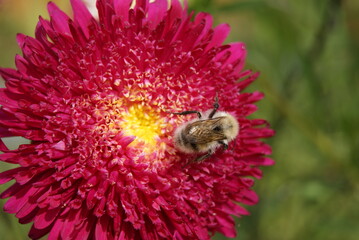 Beautiful garden flower with bee Selective focus High quality photo