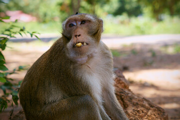 Monkey close-up high quality