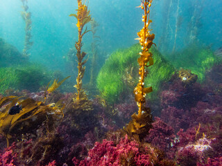 Kelp forest at Catalina Island