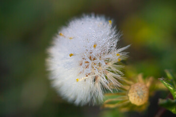 Close up of White bristles in early morning with water drop,as know as Seed pod of an Agoseris plant ( Mountain dandelion) ,is a small genus of annual or perennial herbs in the Asteraceae family.