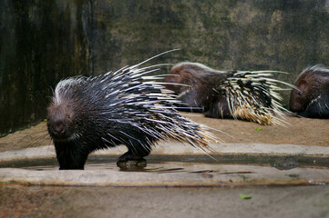 porcupine close-up, selective focus
