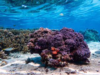 Coral Reef in French Polynesia - obrazy, fototapety, plakaty