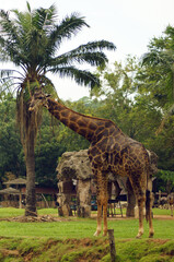 giraffe close-up, selective focus