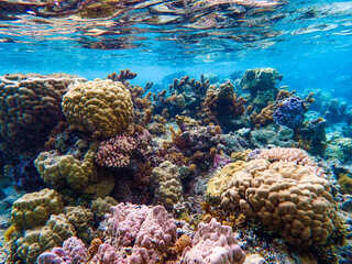 Naklejka na ściany i meble Coral Reef in French Polynesia