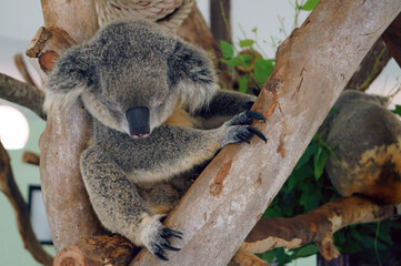 A close-up photo of a koala