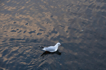 The black-headed gull (Chroicocephalus ridibundus) small migratory gull, looking for food in the waters of the Ria de Pontevedra in Galicia (Spain)