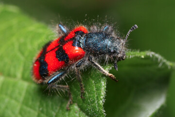 Trichodes is a genus of checkered beetle belonging to the family Cleridae