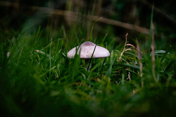 mushroom in the grass