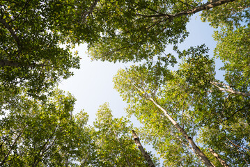Green mangrove forest blue sky background sunny day from bottom view. Mangroves are group of trees and shrubs that live in coastal intertidal zone. Save environmental and travel holiday concept.