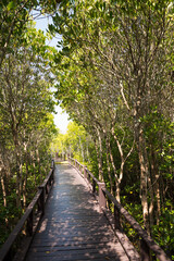 Wooden floor bridge in green mangrove forest blue sky background sunny day. Mangroves are group of trees and shrubs that live in coastal intertidal zone. Save environmental and travel concept.