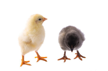 chicken isolated