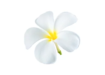 Poster beautiful white plumeria rubra flowers isolated on White background. © RATMANANT