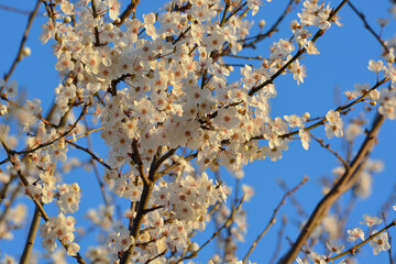 Beautiful blossom in the morning sunlight