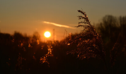 Reed with golden sunset at background  © hpboerman