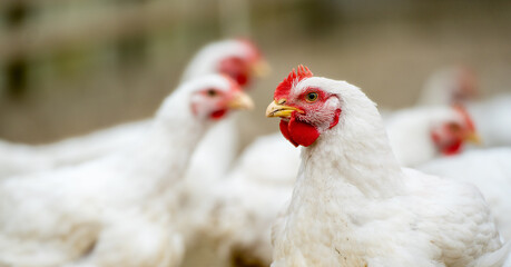 Group of white free range chicken, broilers farm. - obrazy, fototapety, plakaty