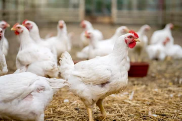 Poster Group of white free range chicken, broilers farm. © Snowboy