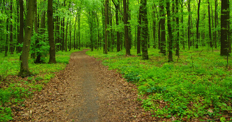 Forest trees in spring