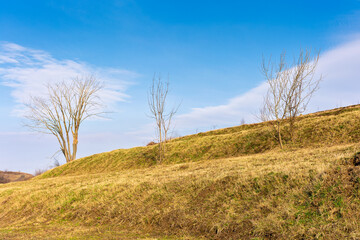 leafless tree on the hill. nature landscape in early spring on a sunny day