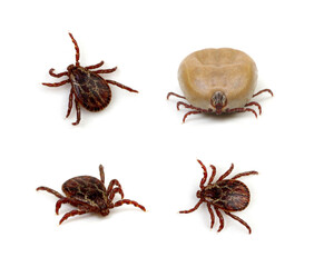 set mite parasitic insect collection