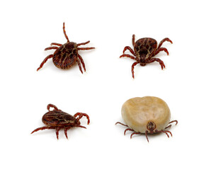 set mite parasitic insect collection