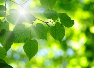 Fototapeta na wymiar sun in the green leaves.
