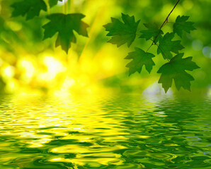Obraz na płótnie Canvas Green leaves spring background near the water