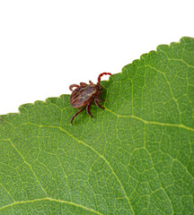 Tick insect sitting on a green leaf