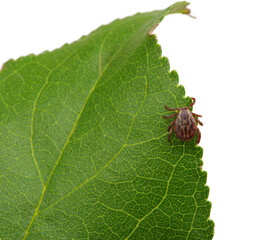 Tick insect sitting on a green leaf