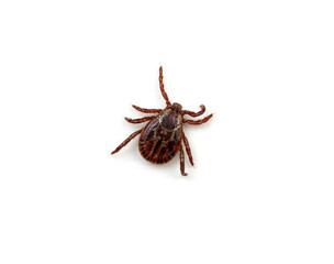 Tick isolated on white background